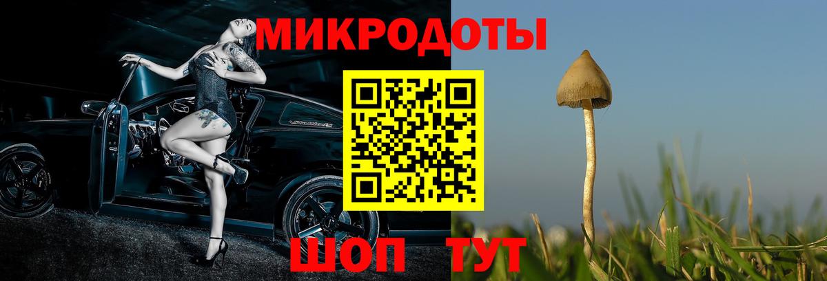 Галлюциногенные грибы Psilocybe Кропоткин